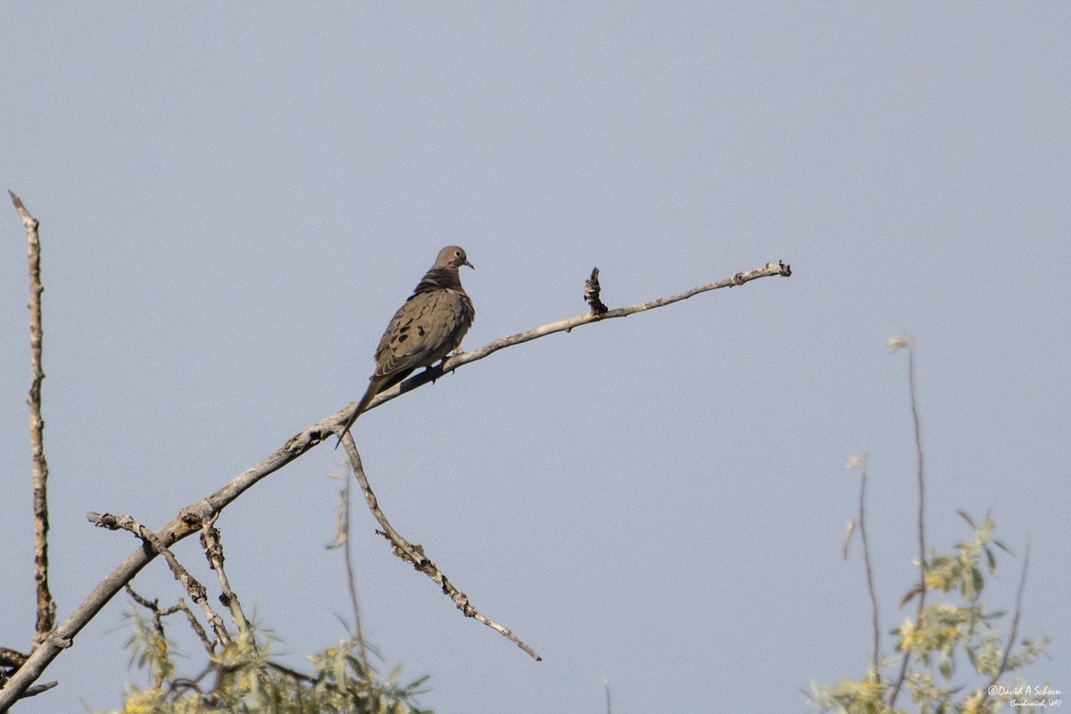 Mourning Dove - ML612675072