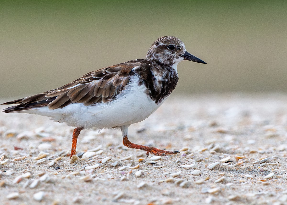 Ruddy Turnstone - Cristiane Homsi