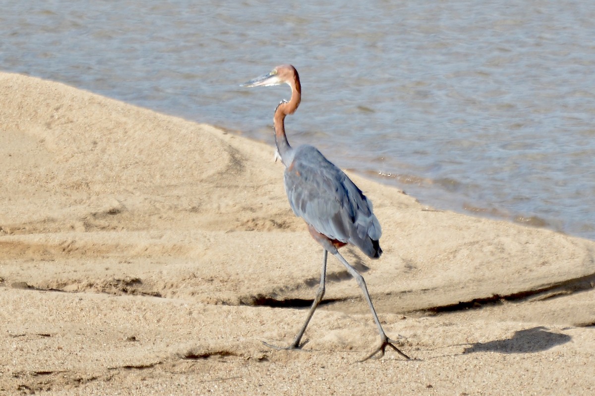 Goliath Heron - ML612675089