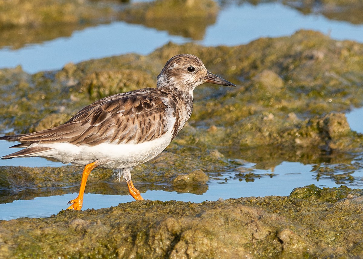 Ruddy Turnstone - Cristiane Homsi