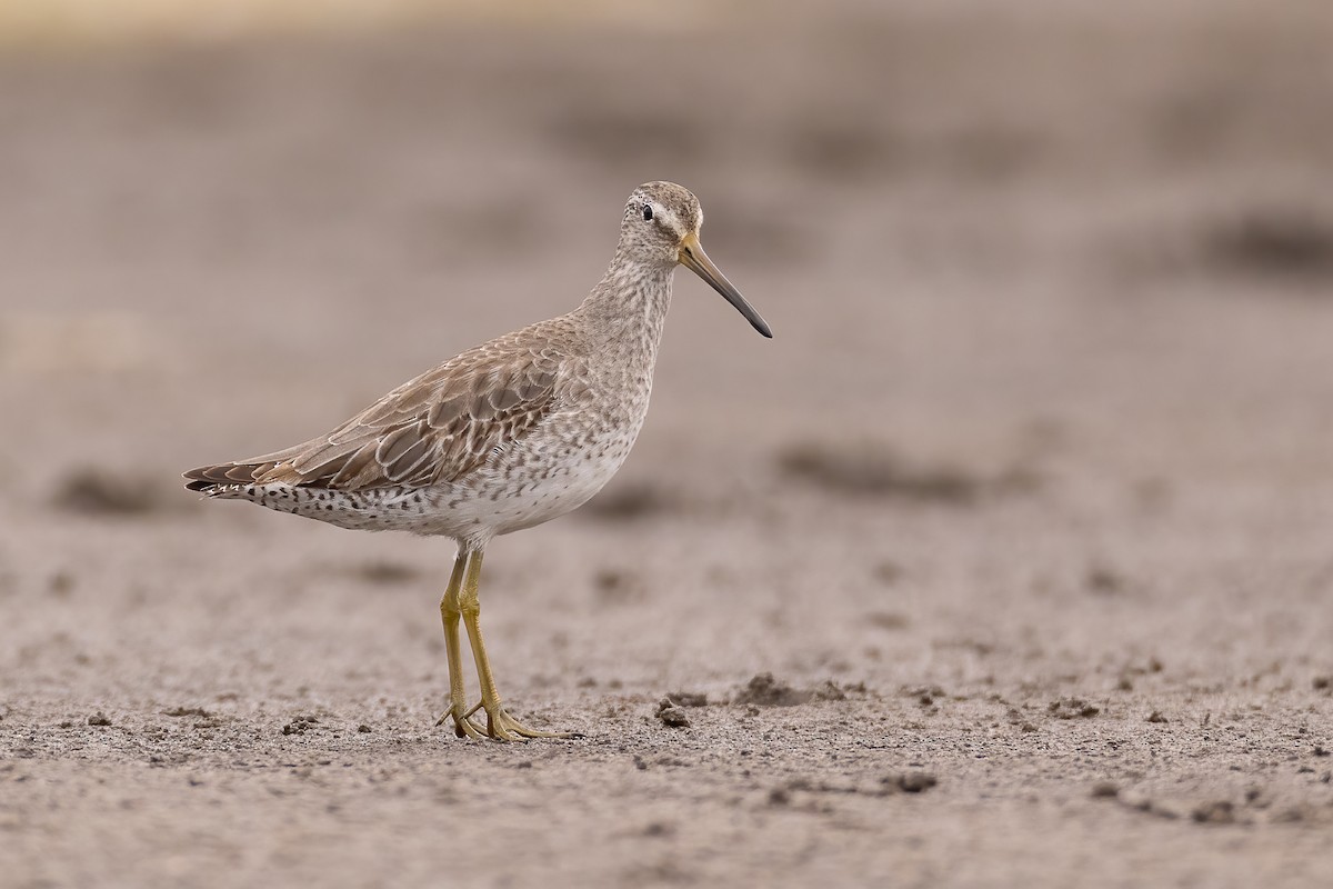 Short-billed Dowitcher - ML612675165