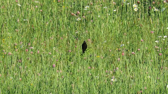 bobolink americký - ML612675166