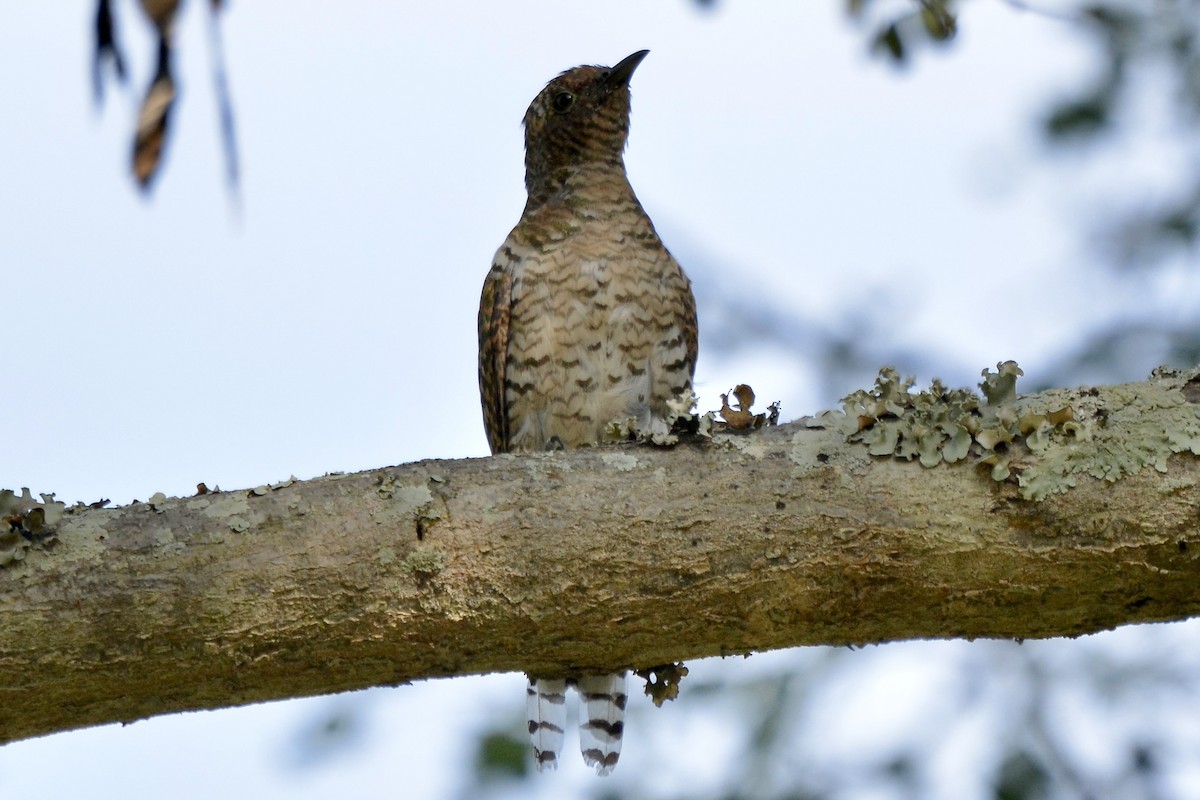 Klaas's Cuckoo - Sarel Snyman