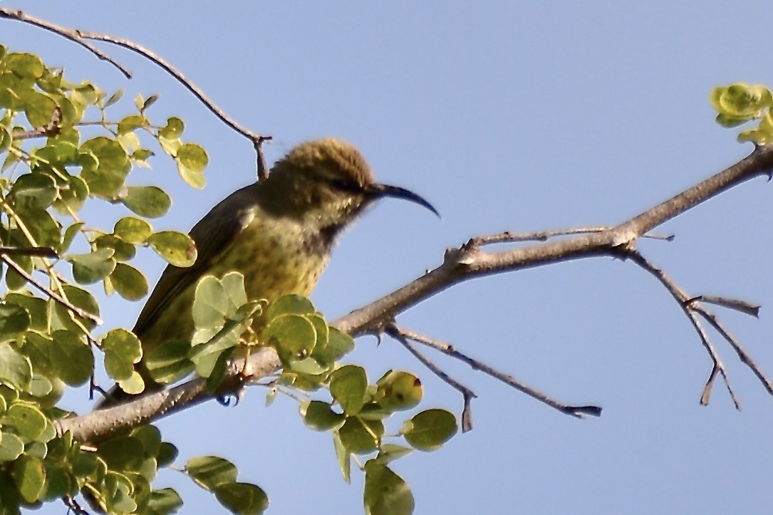 Marico Sunbird - Sarel Snyman