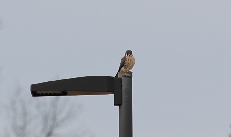 American Kestrel - ML612675188