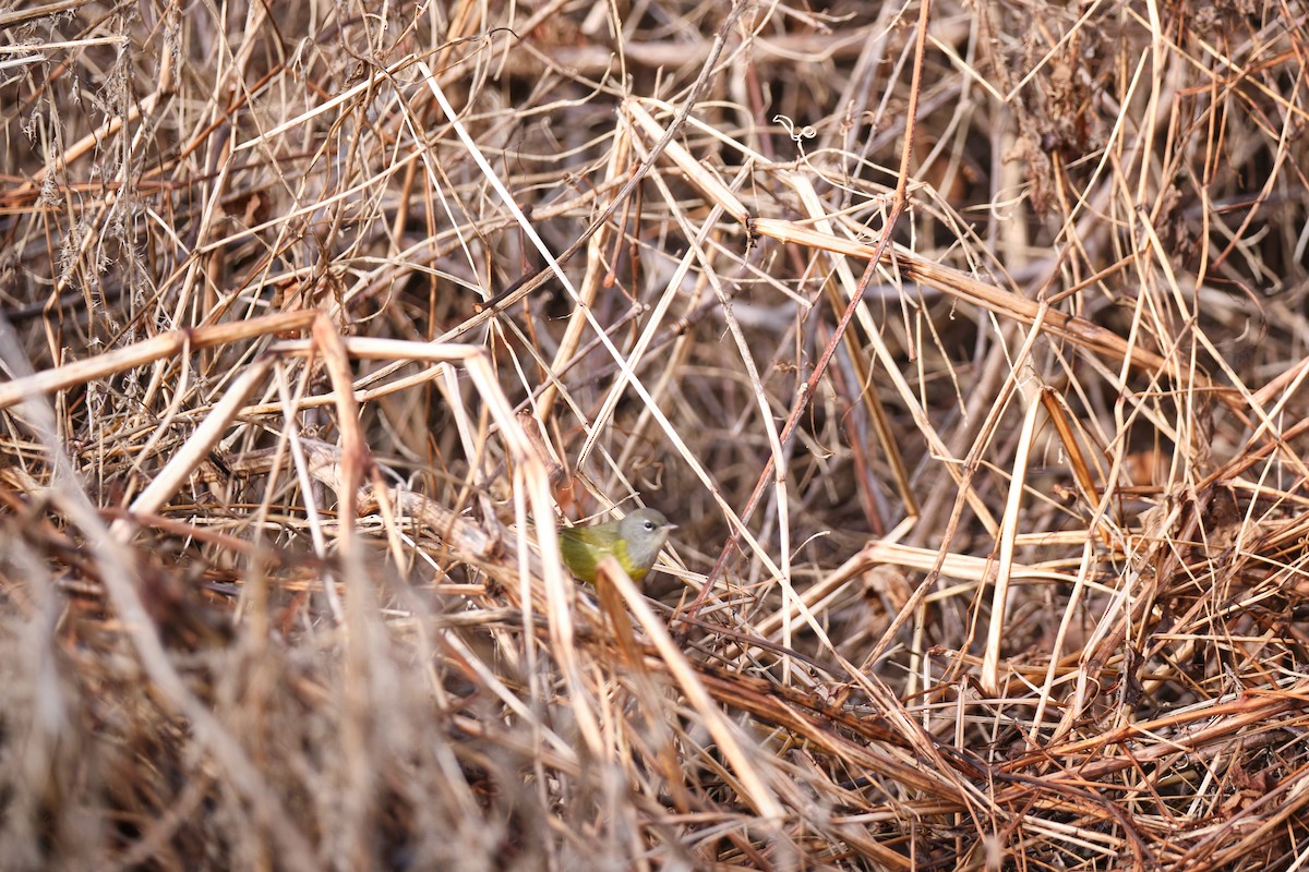 MacGillivray's Warbler - ML612675241