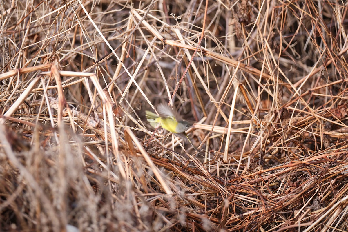 MacGillivray's Warbler - ML612675254