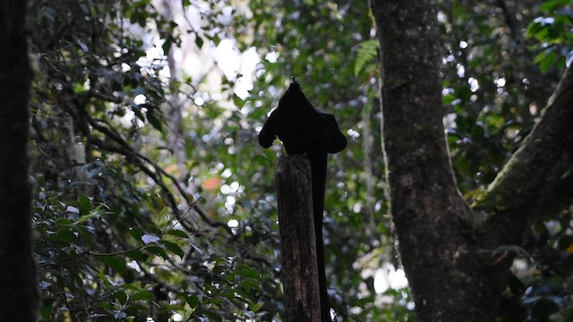 Black Sicklebill - ML612675282