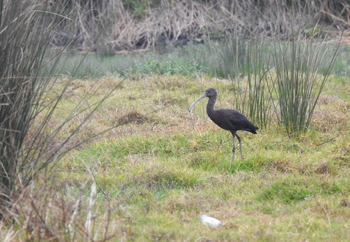 Glossy Ibis - ML612675308