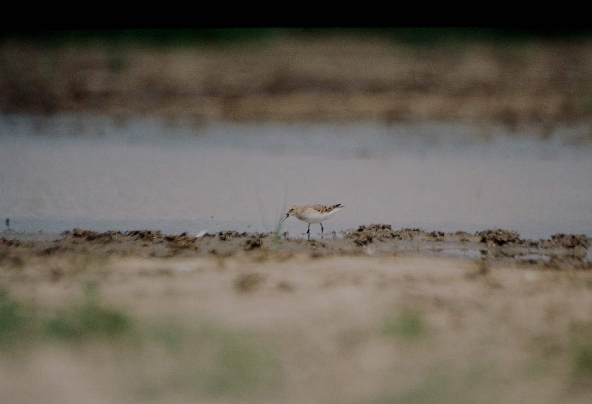 Little Stint - ML61267531