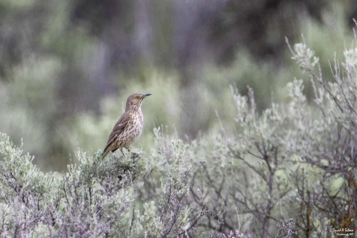 Sage Thrasher - ML612675325