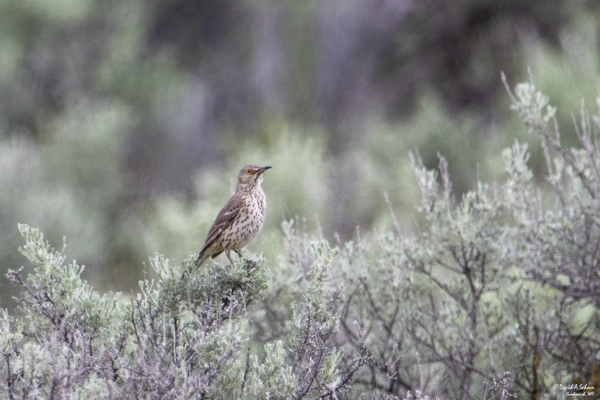 Sage Thrasher - ML612675326