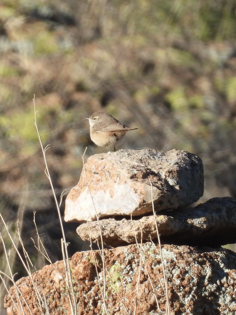 Troglodyte des rochers - ML612675329