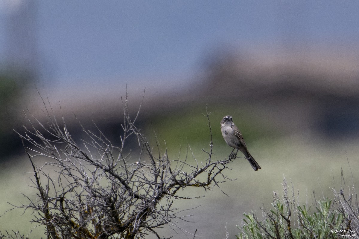Sagebrush Sparrow - ML612675341