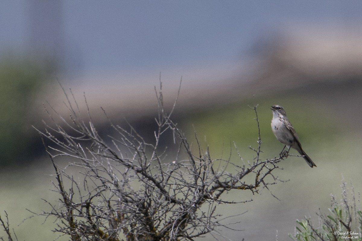 Sagebrush Sparrow - ML612675342