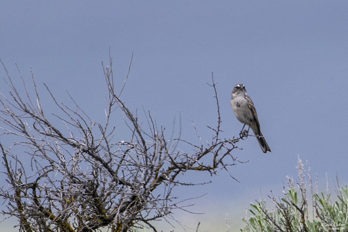 Sagebrush Sparrow - ML612675343