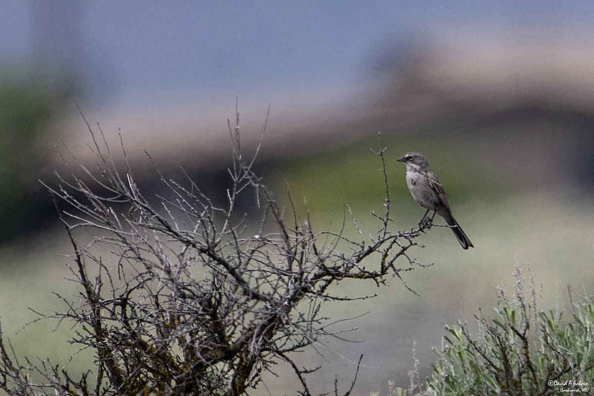 Sagebrush Sparrow - ML612675344
