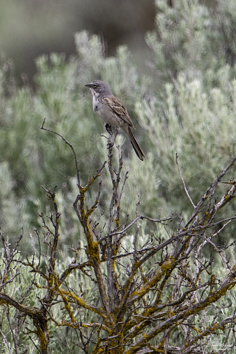 Sagebrush Sparrow - ML612675345