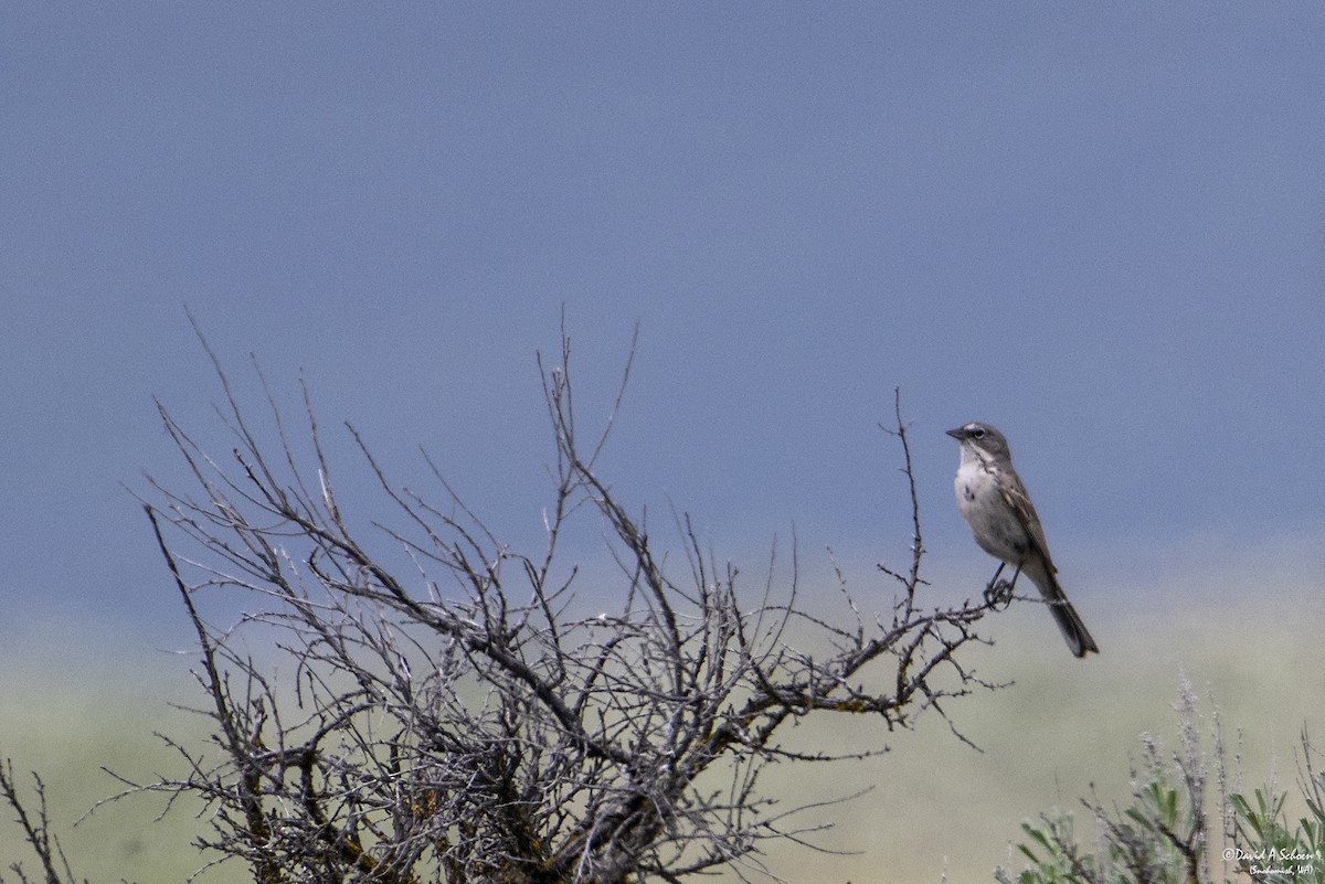 Sagebrush Sparrow - ML612675346
