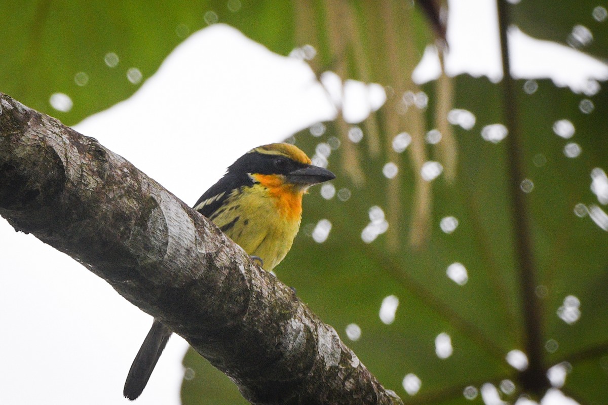 Gilded Barbet - ML612675383