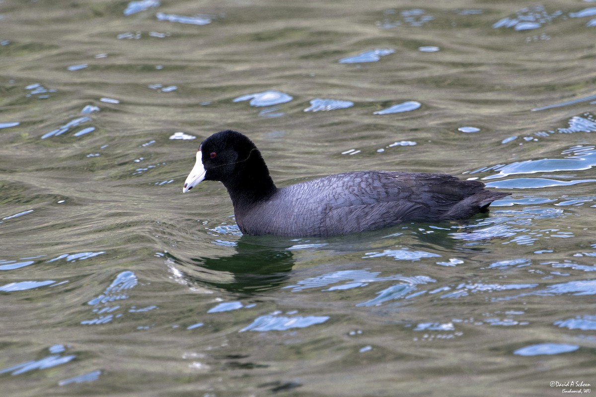 American Coot - ML612675444