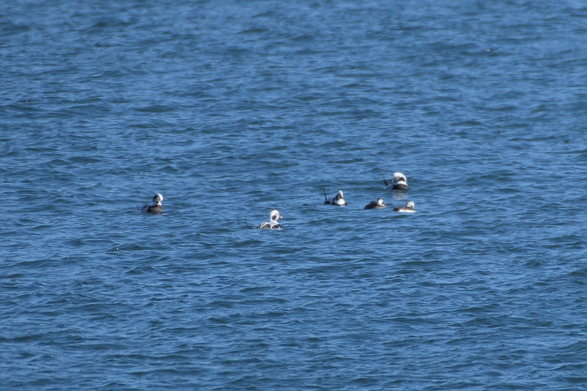 Long-tailed Duck - ML612675572