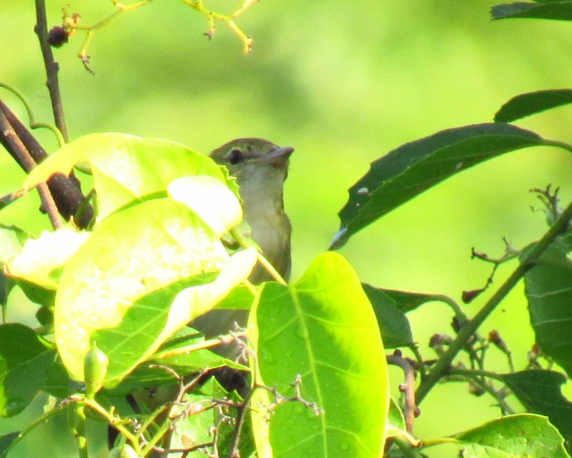 Yellow Warbler - ML612675596