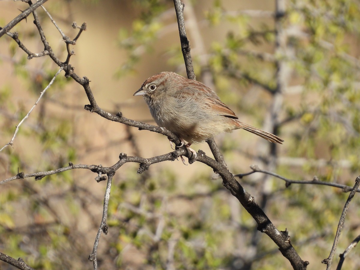 Rufous-crowned Sparrow - Beth Bruckheimer