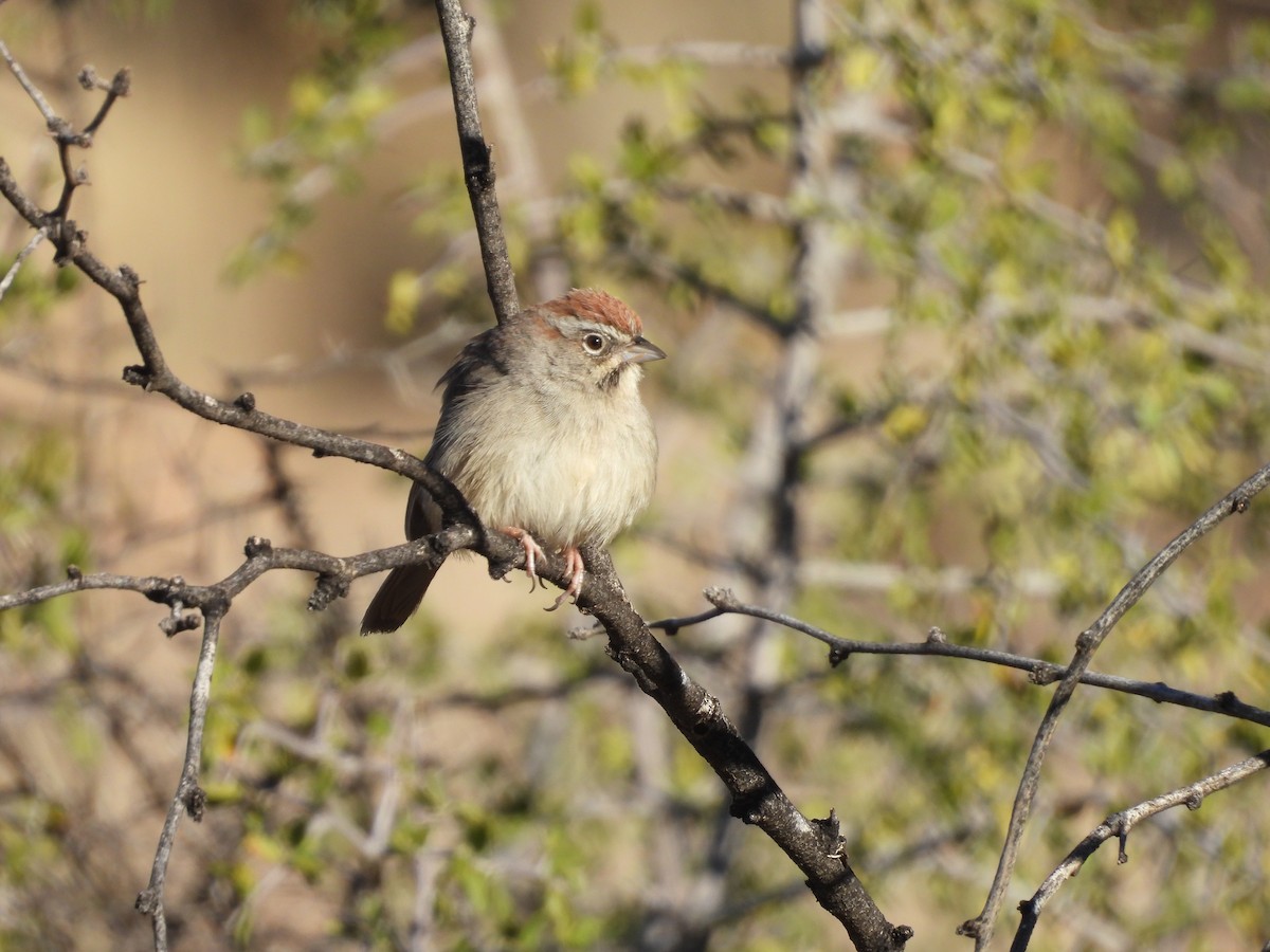 Tohi à calotte fauve - ML612675627