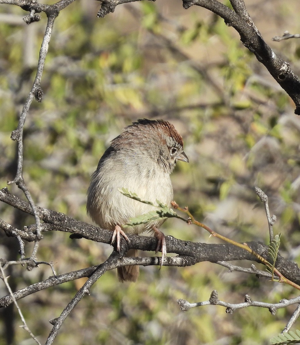 Tohi à calotte fauve - ML612675636