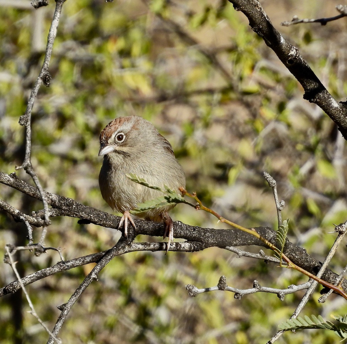 Tohi à calotte fauve - ML612675639