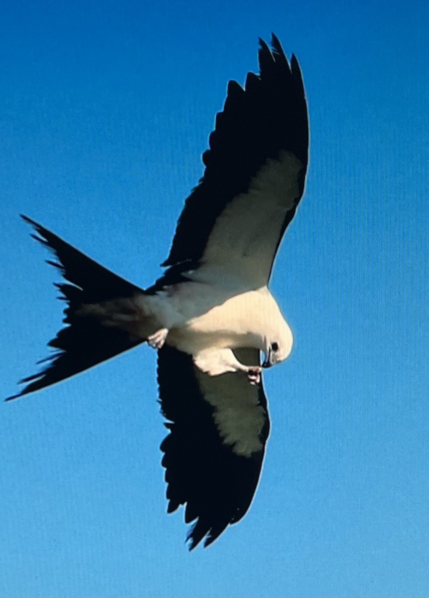 Swallow-tailed Kite - ML612675701