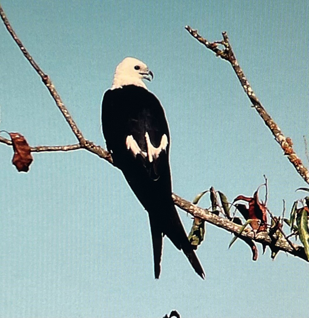 Swallow-tailed Kite - Pierre Howard