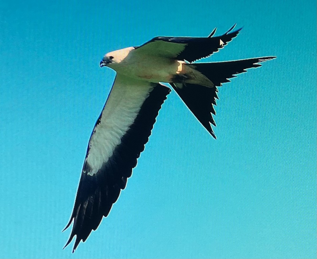 Swallow-tailed Kite - ML612675704