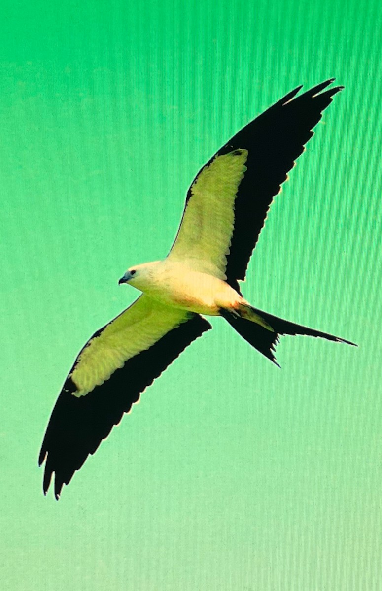 Swallow-tailed Kite - ML612675705