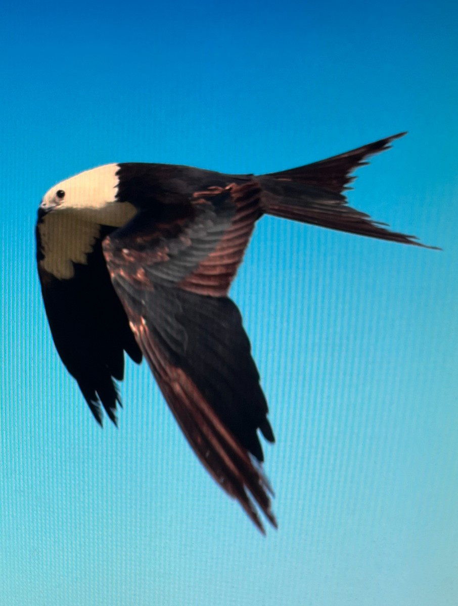 Swallow-tailed Kite - ML612675706