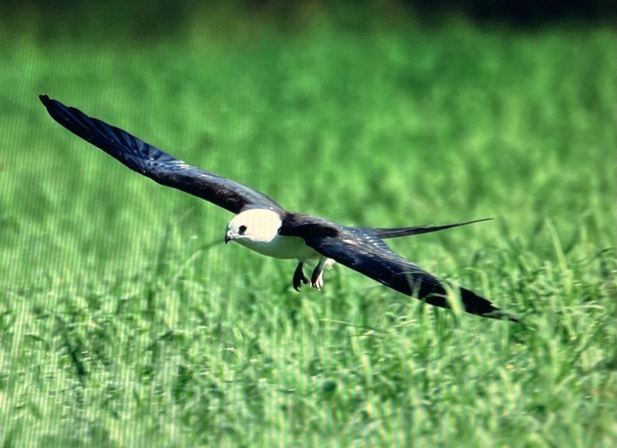 Swallow-tailed Kite - ML612675707