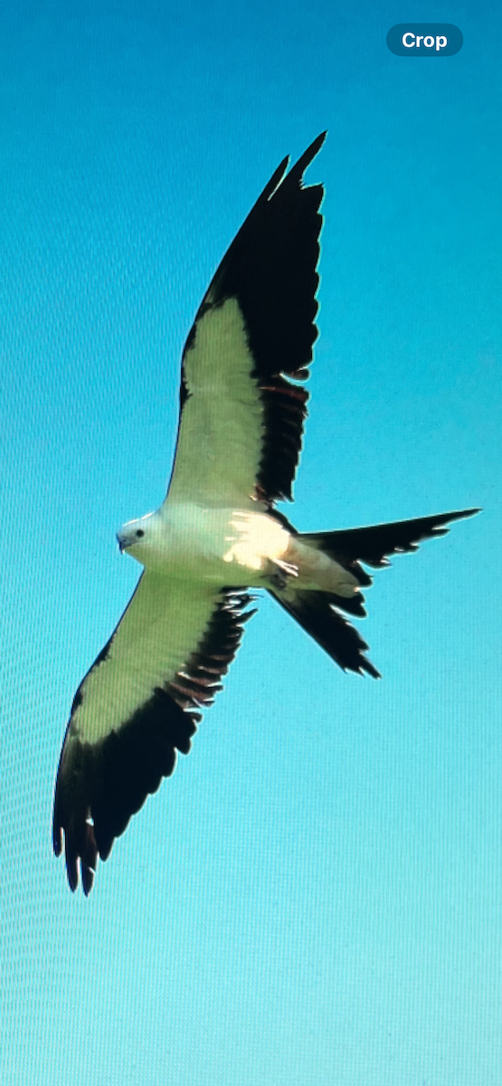 Swallow-tailed Kite - ML612675708
