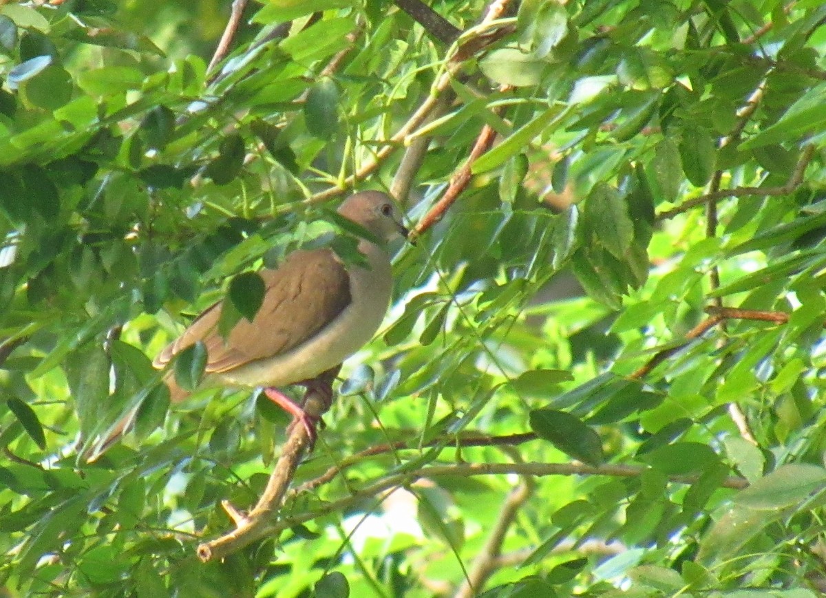 White-tipped Dove - ML612675820