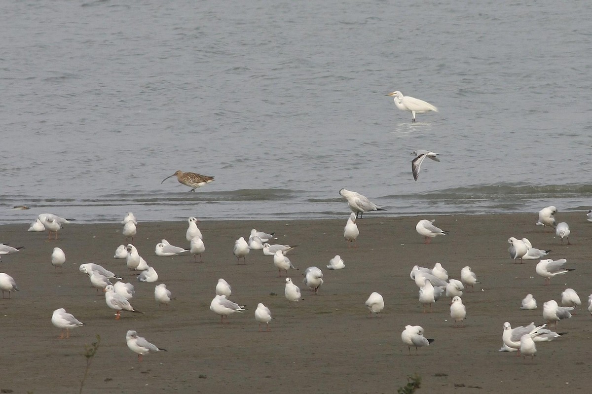 Little Gull - ML61267591