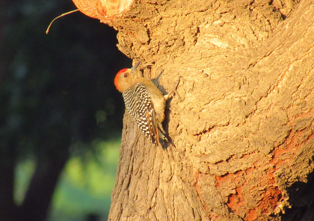 Red-crowned Woodpecker - ML612675913