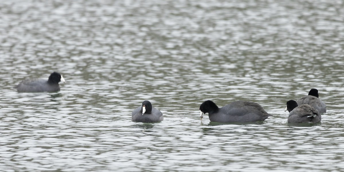 American Coot - ML612675925