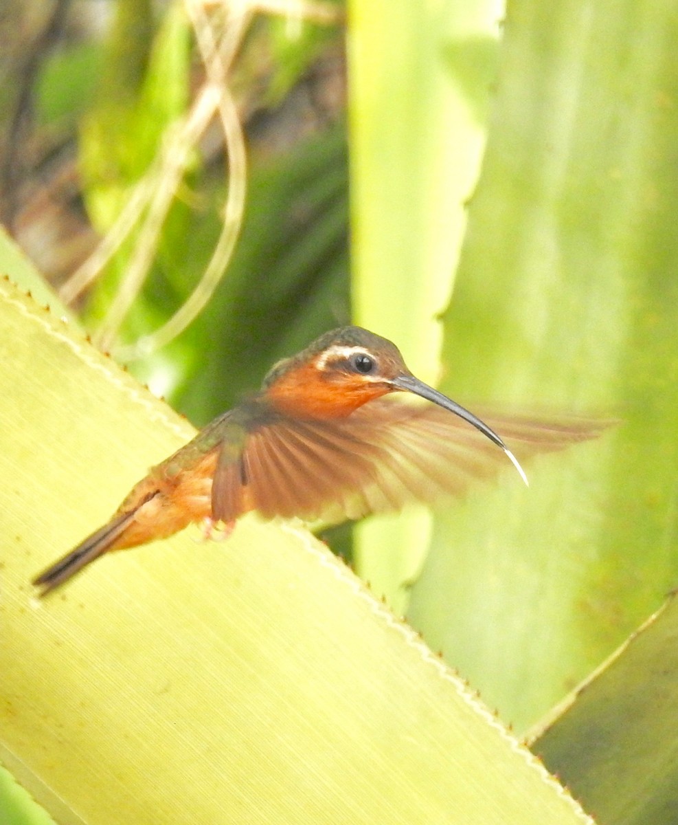 Hook-billed Hermit - ML612675938