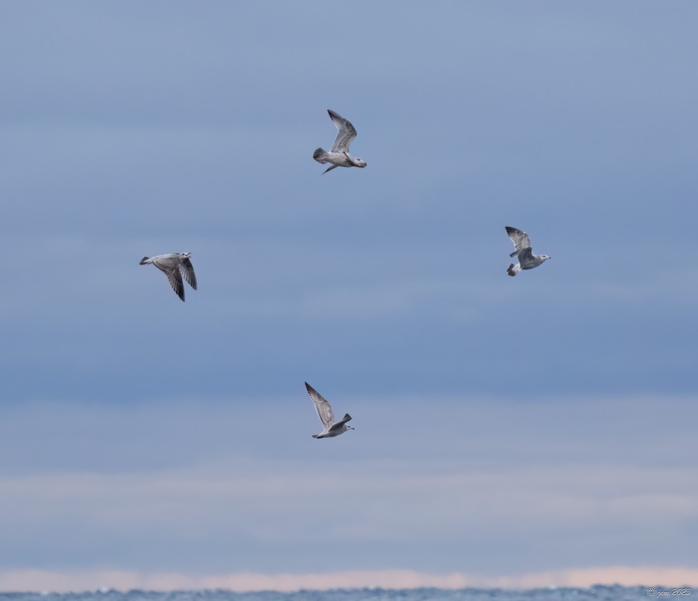 Herring Gull - ML612675964