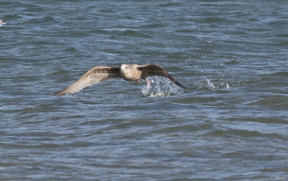 Gaviota Argéntea - ML612675966