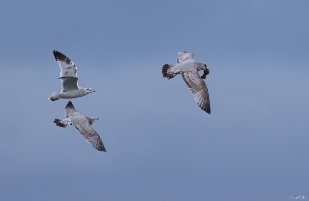 Herring Gull - ML612675969