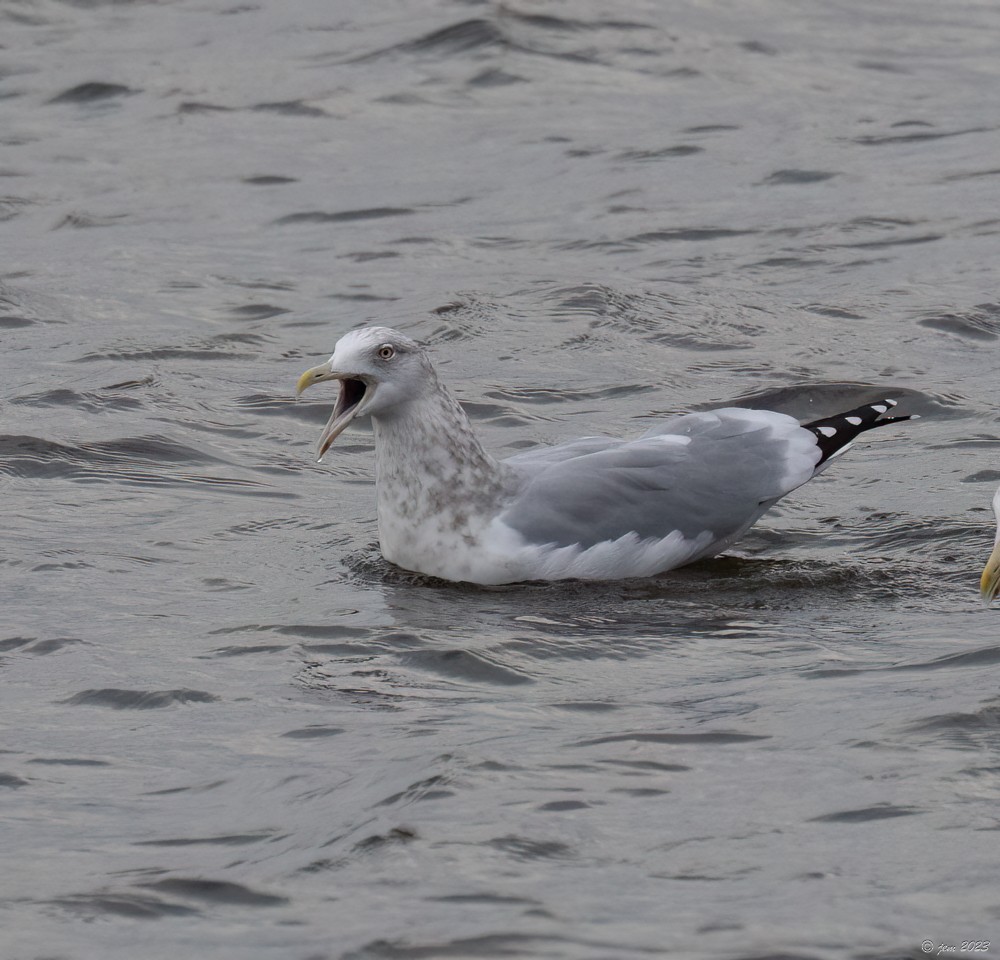 Herring Gull - ML612675973