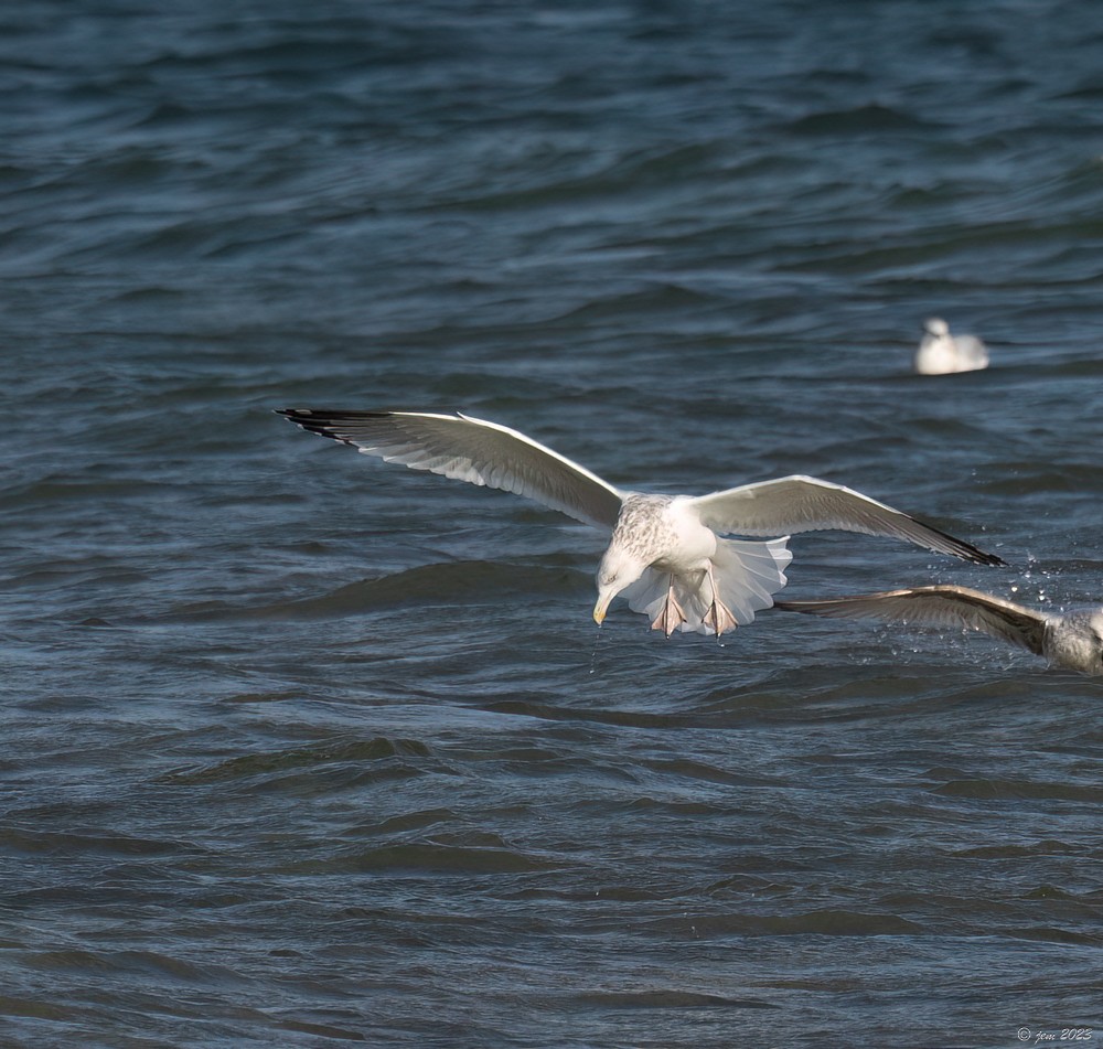 Gaviota Argéntea - ML612675975