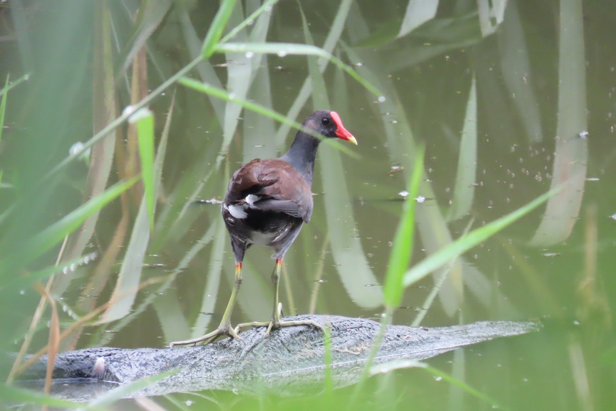 Common Gallinule - ML612675985