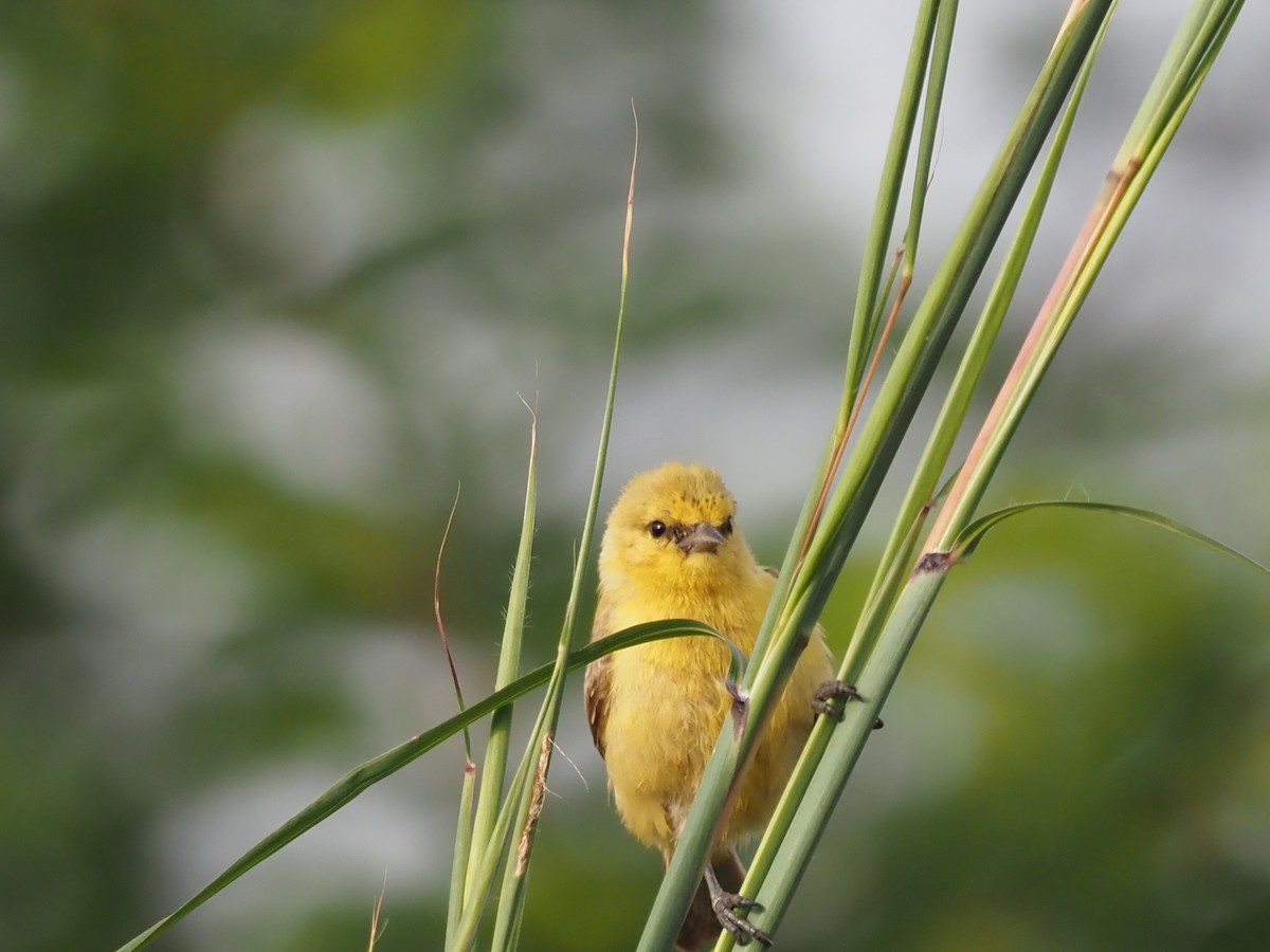 Pájaro Moscón Amarillo - ML612675987